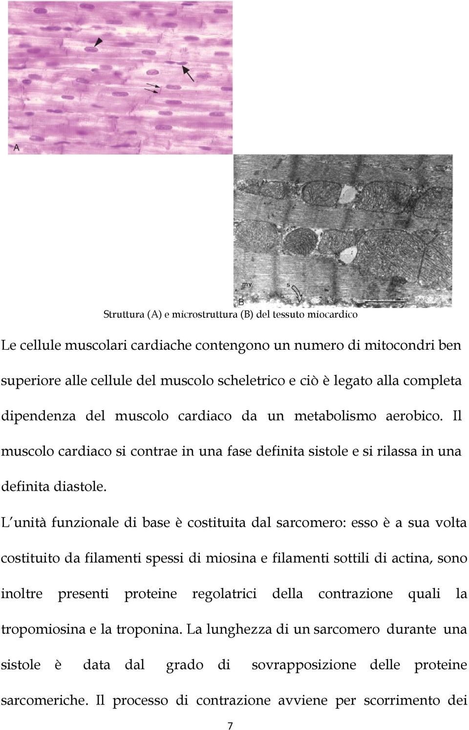 L unità funzionale di base è costituita dal sarcomero: esso è a sua volta costituito da filamenti spessi di miosina e filamenti sottili di actina, sono inoltre presenti proteine regolatrici
