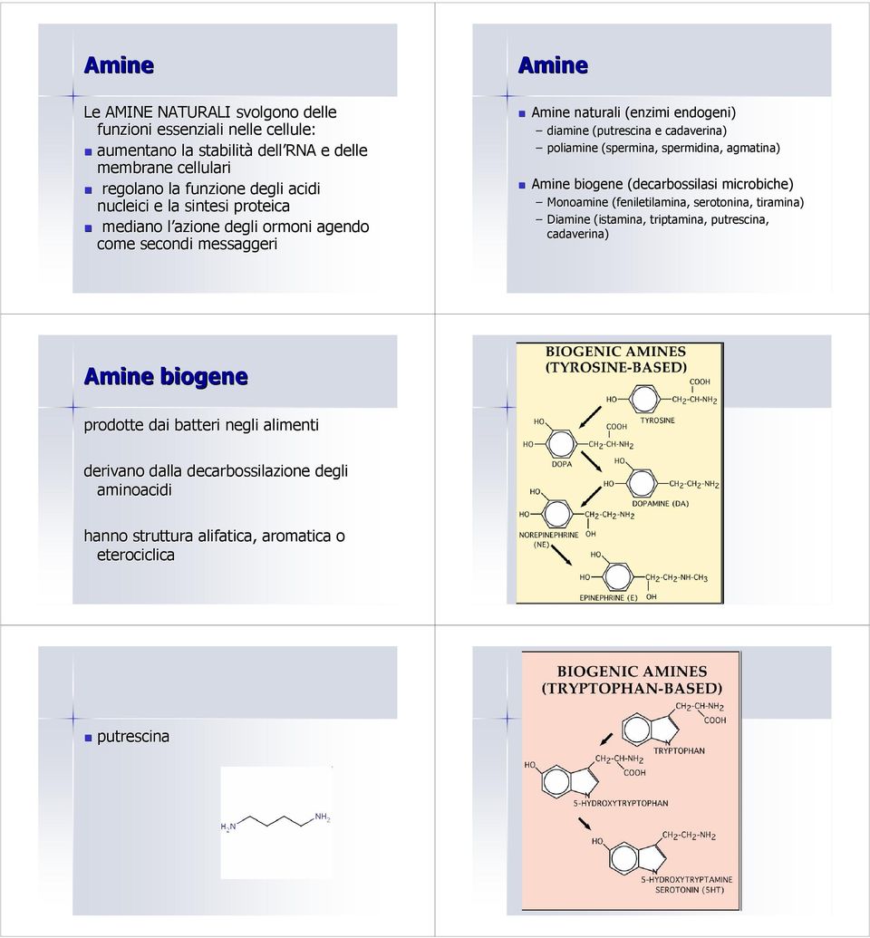 poliamine (spermina, spermidina, agmatina) Amine biogene (decarbossilasi microbiche) Monoamine (feniletilamina,, serotonina, tiramina) Diamine (istamina, triptamina,,