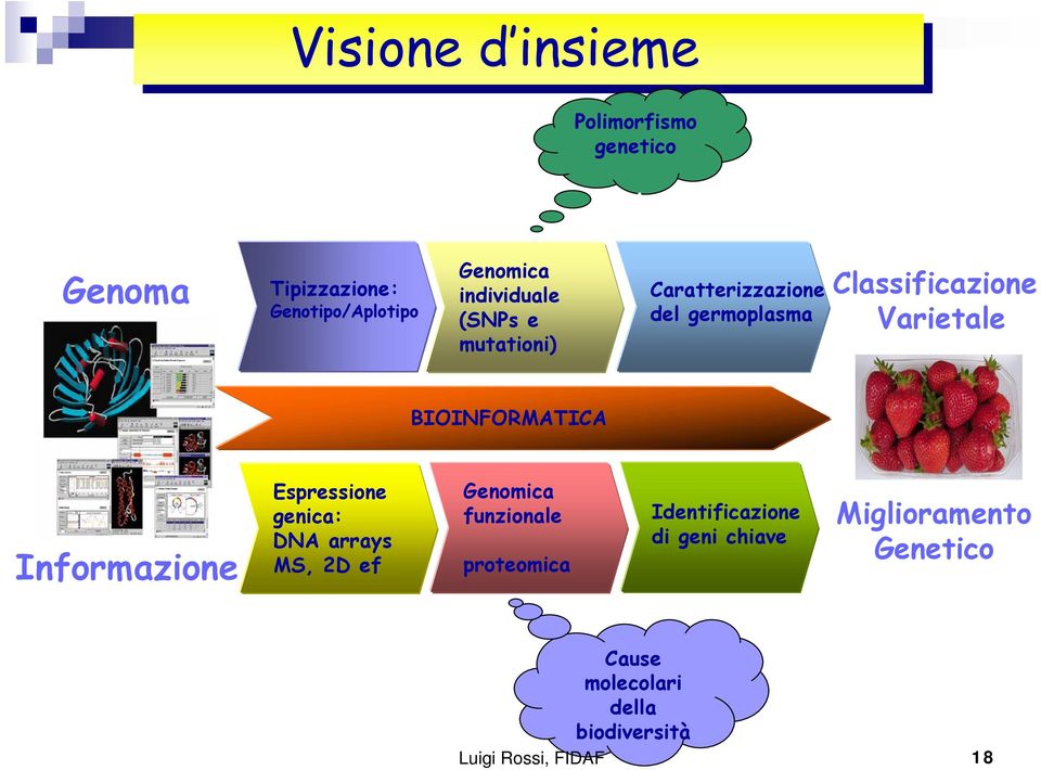 Classificazione Varietale BIOINFORMATICA Informazione Espressione genica: DNA arrays MS, 2D ef Genomica