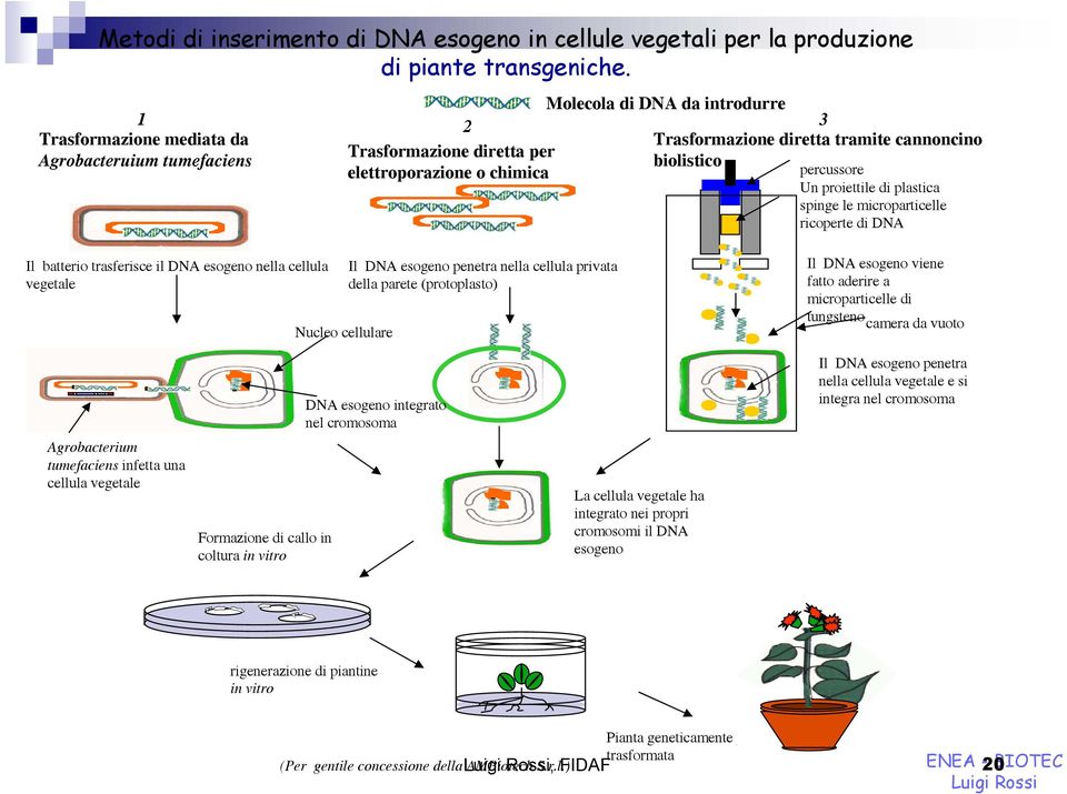 percussore Un proiettile di plastica spinge le microparticelle ricoperte di DNA Il batterio trasferisce il DNA esogeno nella cellula vegetale Nucleo cellulare Il DNA esogeno penetra nella cellula