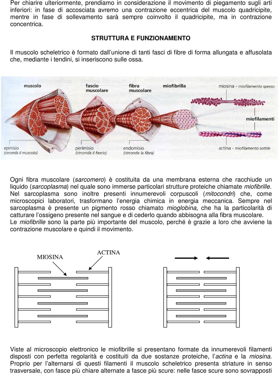 STRUTTURA E FUNZIONAMENTO Il muscolo scheletrico è formato dall unione di tanti fasci di fibre di forma allungata e affusolata che, mediante i tendini, si inseriscono sulle ossa.