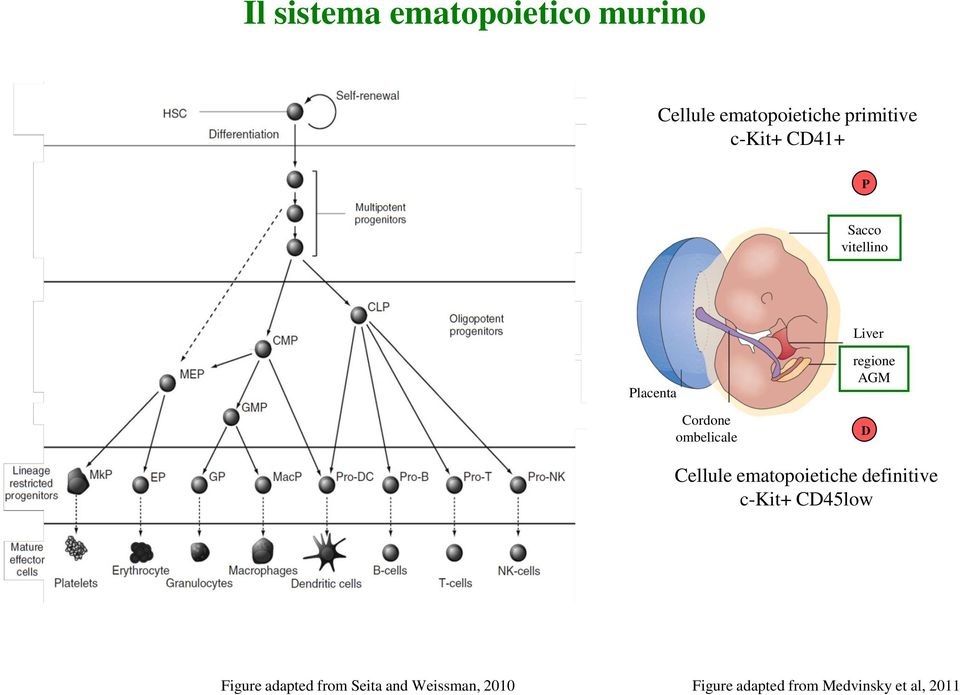 regione AGM D Cellule ematopoietiche definitive c-kit+ CD45low