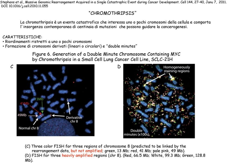 055 CHROMOTHRIPSIS La chromothripsis è un evento catastrofico che interessa uno o pochi cromosomi della cellula e comporta l insorgenza contemporanea di centinaia di mutazioni che possono guidare la