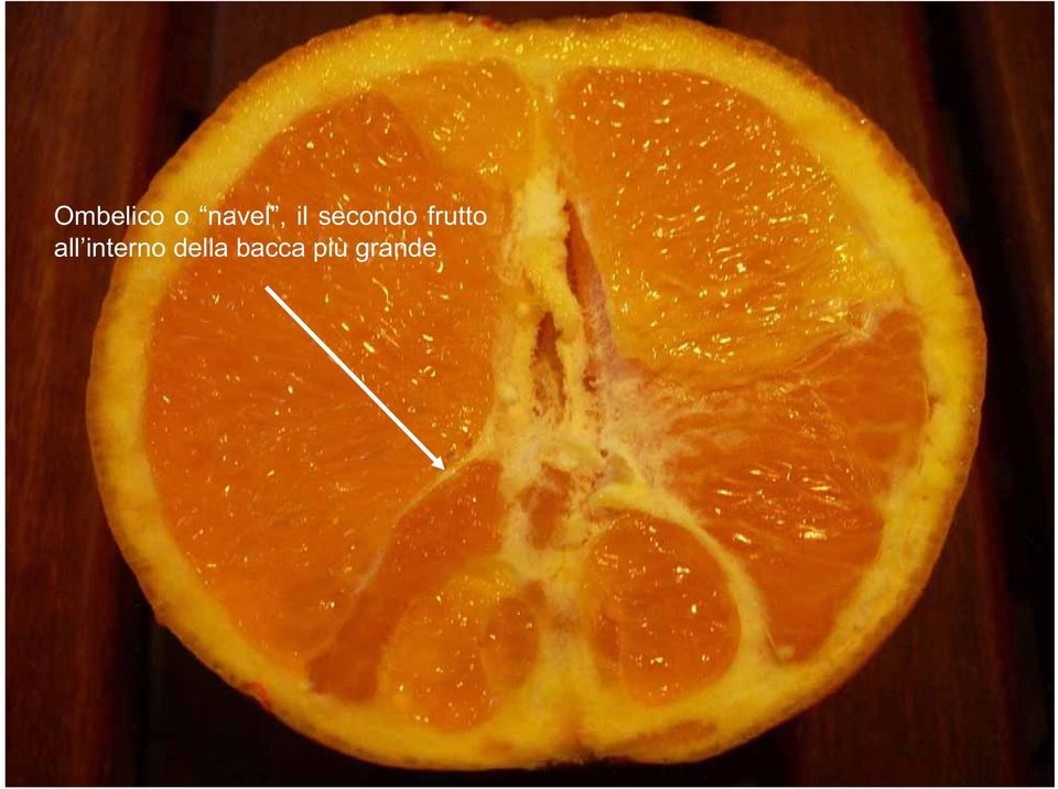 una varietà di Arancio dolce (Citrus sinensis).