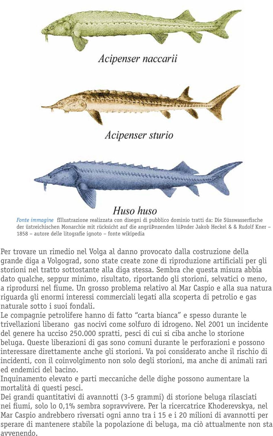 riproduzione artificiali per gli storioni nel tratto sottostante alla diga stessa.