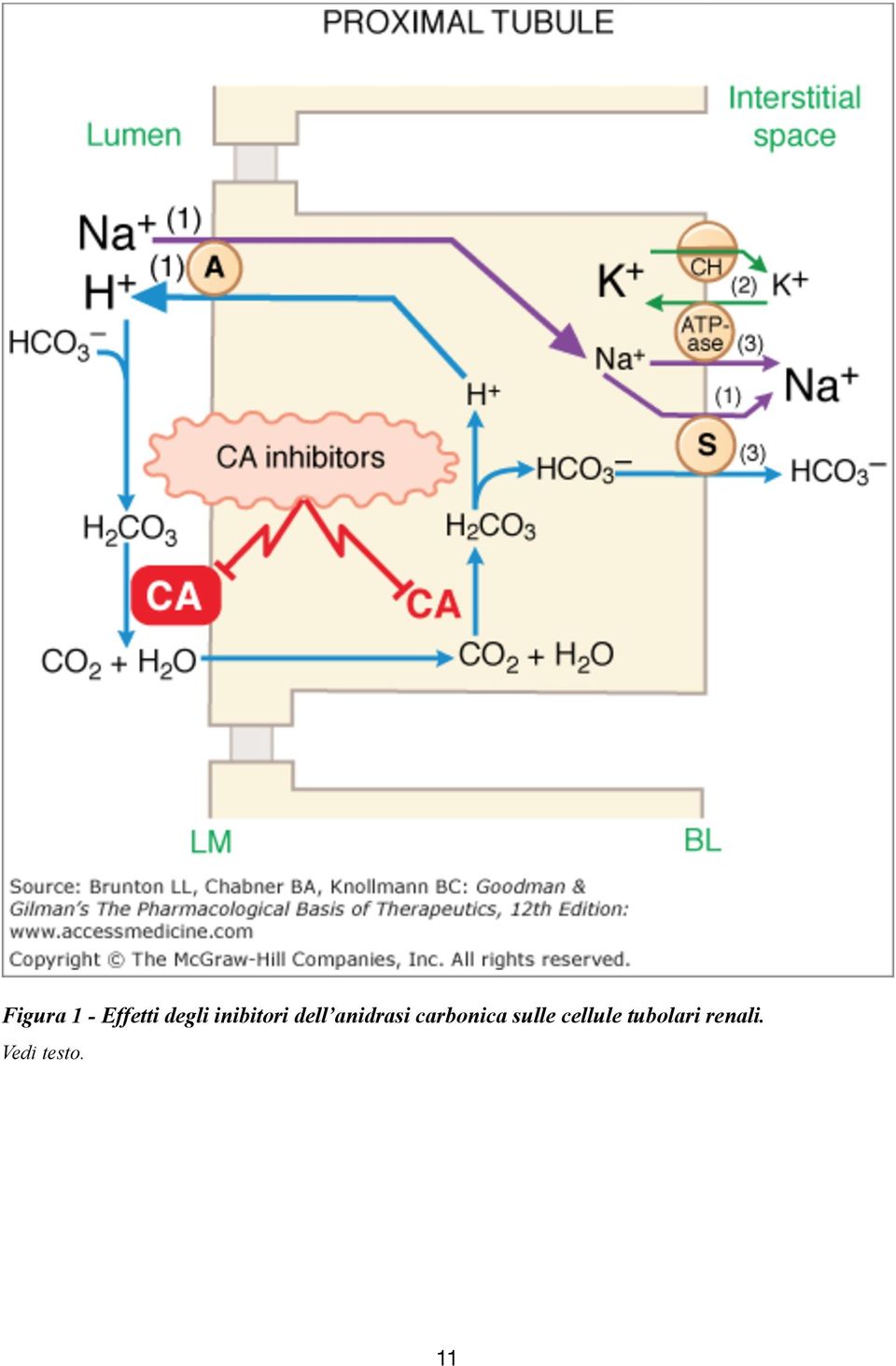 carbonica sulle cellule