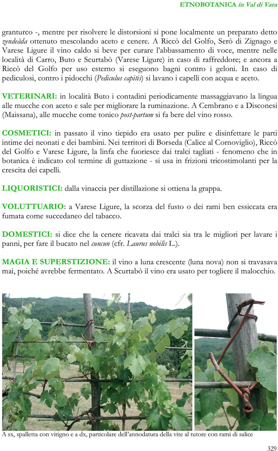 ancora a Riccò del Golfo per uso esterno si eseguono bagni contro i geloni. In caso di pediculosi, contro i pidocchi (Pediculus capitis) si lavano i capelli con acqua e aceto.