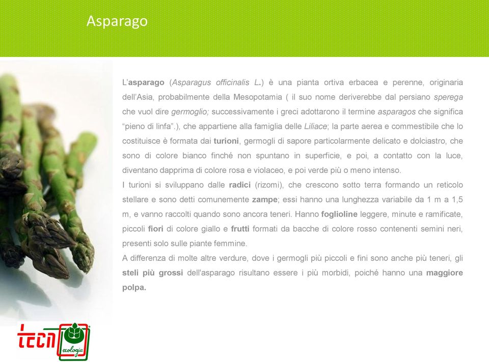 adottarono il termine asparagos che significa pieno di linfa.