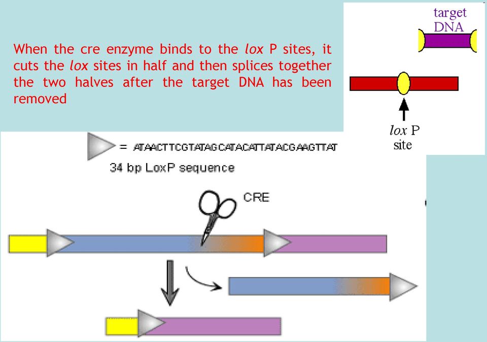 and then splices together the two