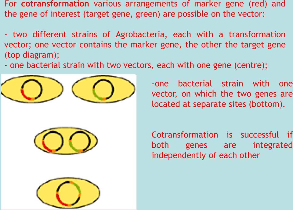 gene (top diagram); - one bacterial strain with two vectors, each with one gene (centre); -one bacterial strain with one vector, on which