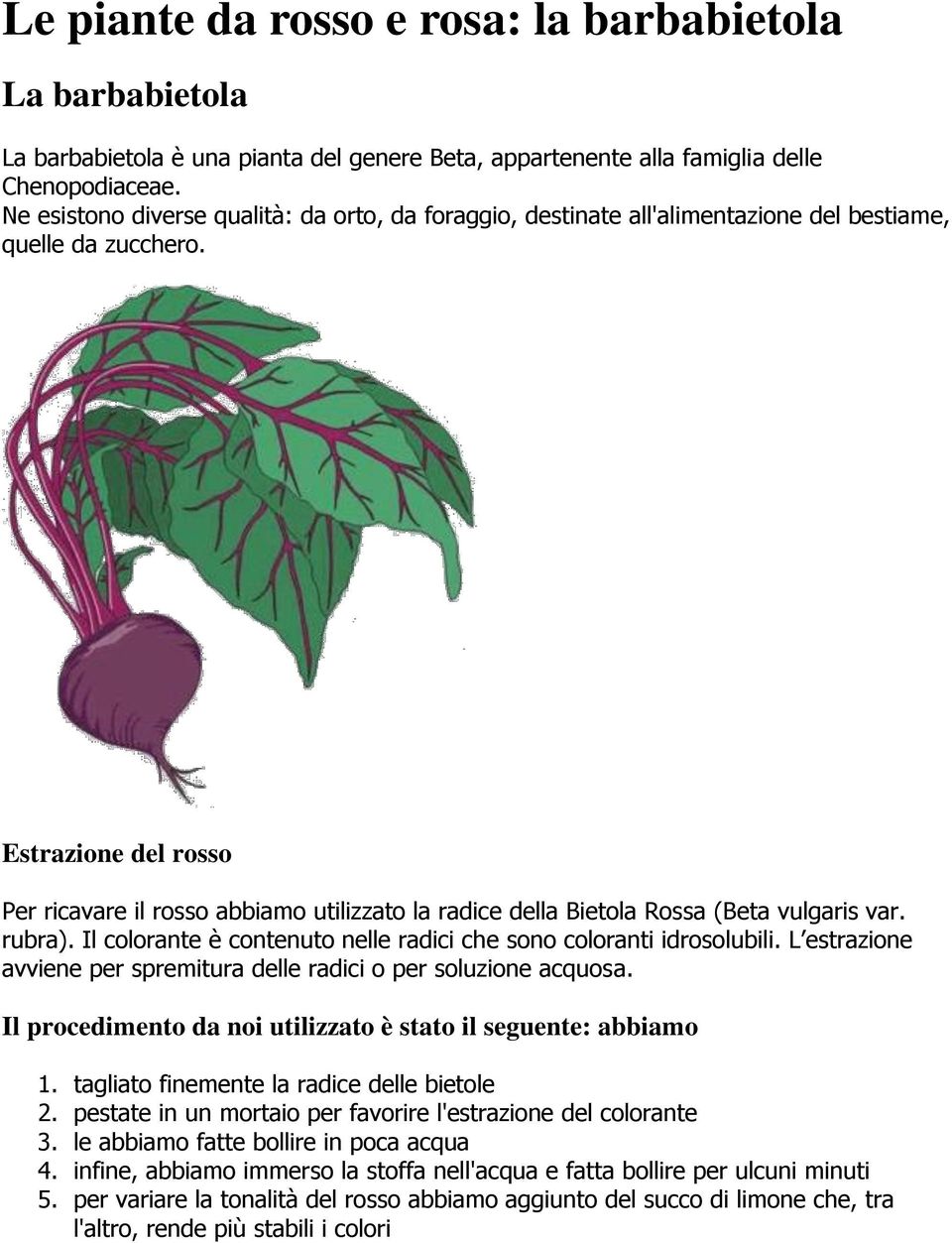 Estrazione del rosso Per ricavare il rosso abbiamo utilizzato la radice della Bietola Rossa (Beta vulgaris var. rubra). Il colorante è contenuto nelle radici che sono coloranti idrosolubili.