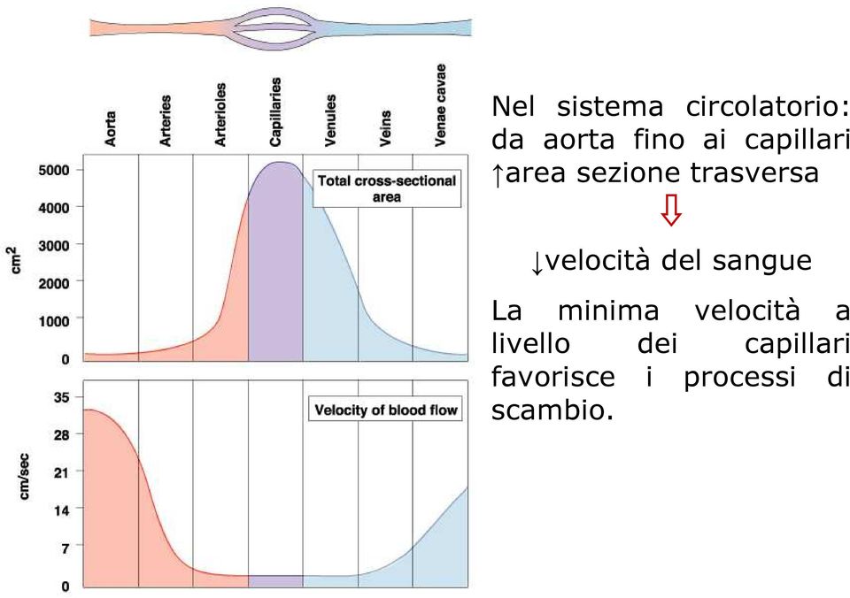 del sangue La minima velocità a livello