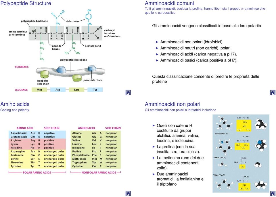 Questa classificazione consente di predire le proprietà delle proteine Amino acids Coding and polarity Amminoacidi non polari Gli amminoacidi non polari o idrofobici includono Quelli con catene R