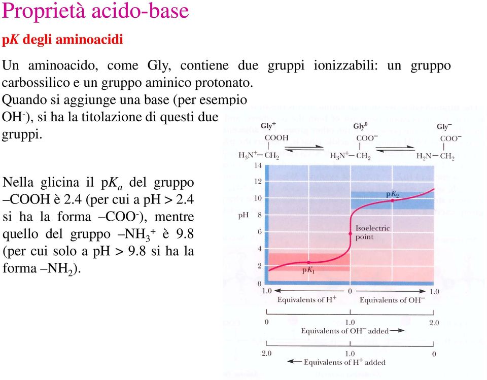 Quando si aggiunge una base (per esempio OH - ), si ha la titolazione di questi due gruppi.