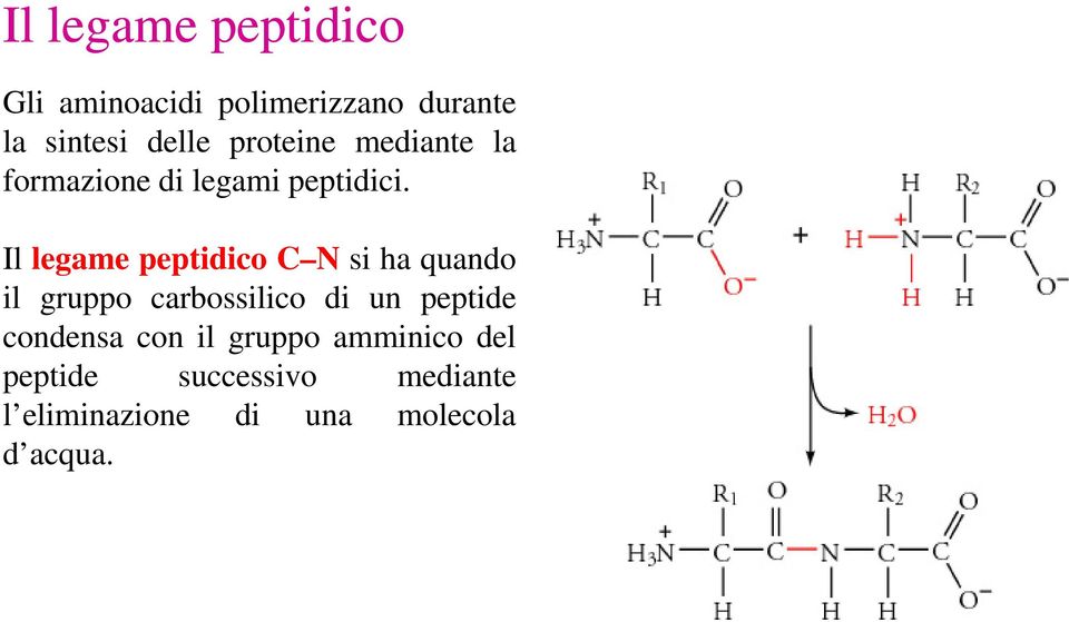 Il legame peptidico C N si ha quando il gruppo carbossilico di un peptide