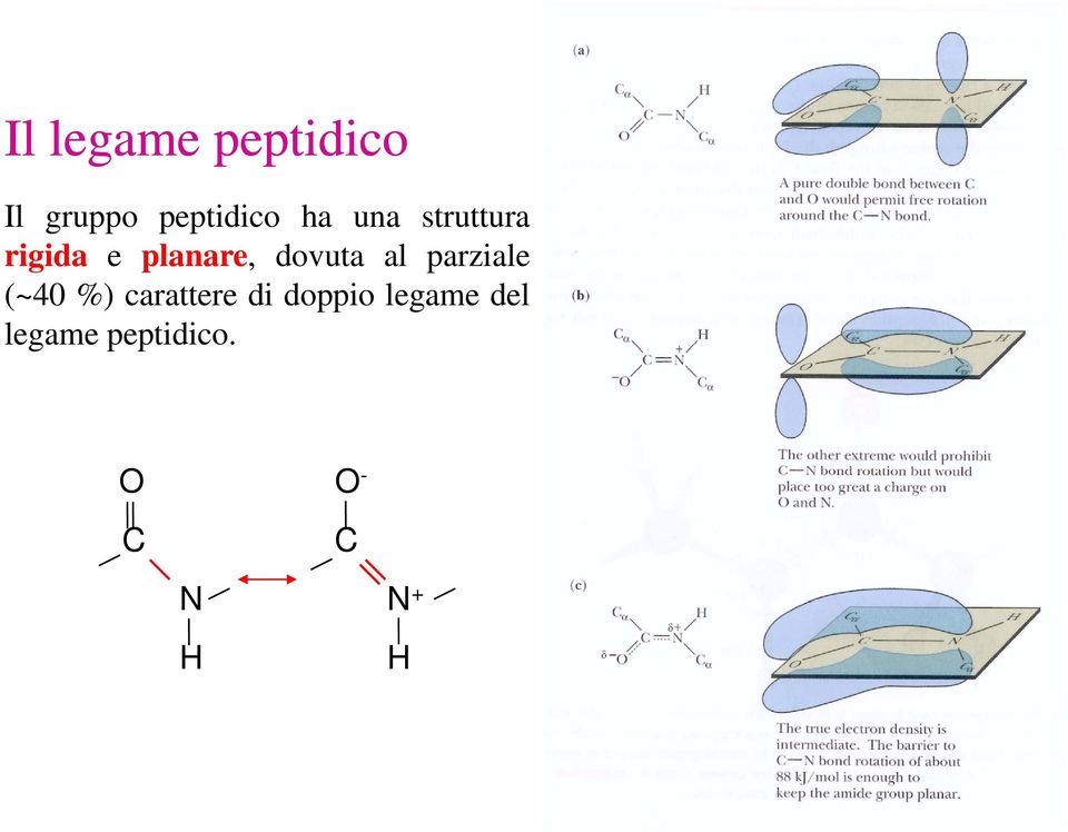 parziale (~40 %) carattere di doppio legame