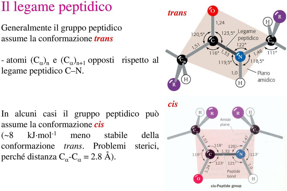 In alcuni casi il gruppo peptidico può assume la conformazione cis (~8 kj mol -1 meno