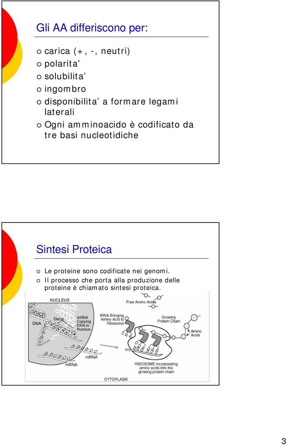 basi nucleotidiche Sintesi Proteica Le proteine sono codificate nei genomi.