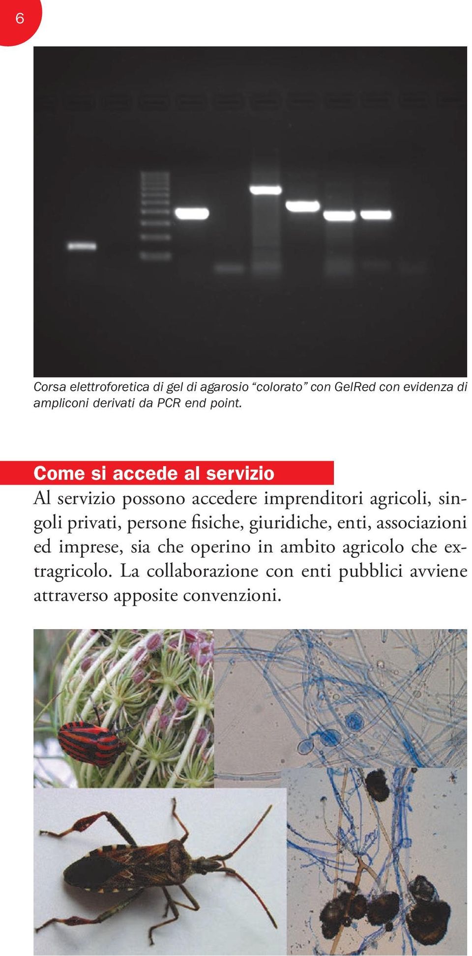 Come si accede al servizio Al servizio possono accedere imprenditori agricoli, singoli privati,