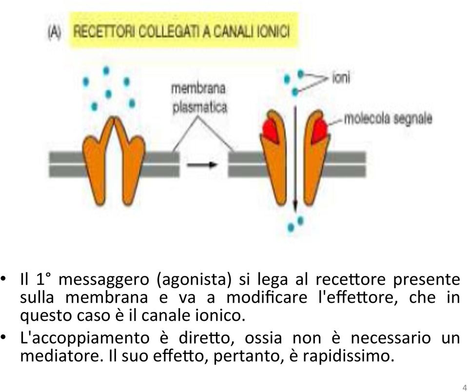 caso è il canale ionico.