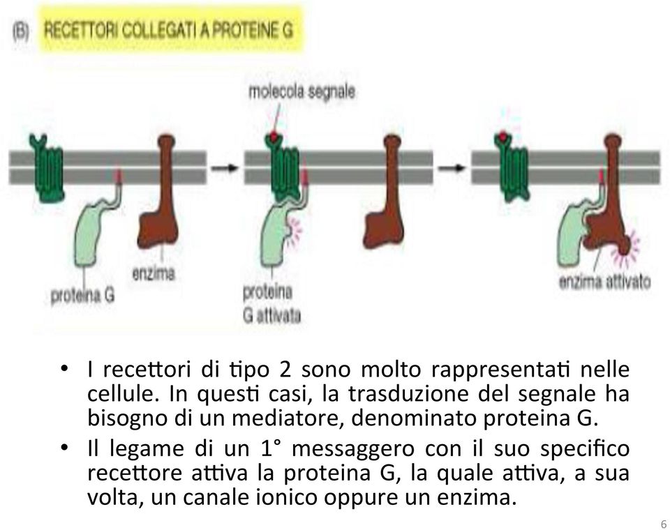 denominato proteina G.