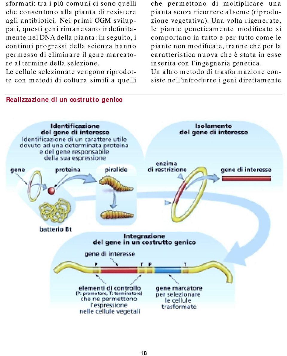 selezione. Le cellule selezionate vengono riprodotte con metodi di coltura simili a quelli che permettono di moltiplicare una pianta senza ricorrere al seme (riproduzione vegetativa).