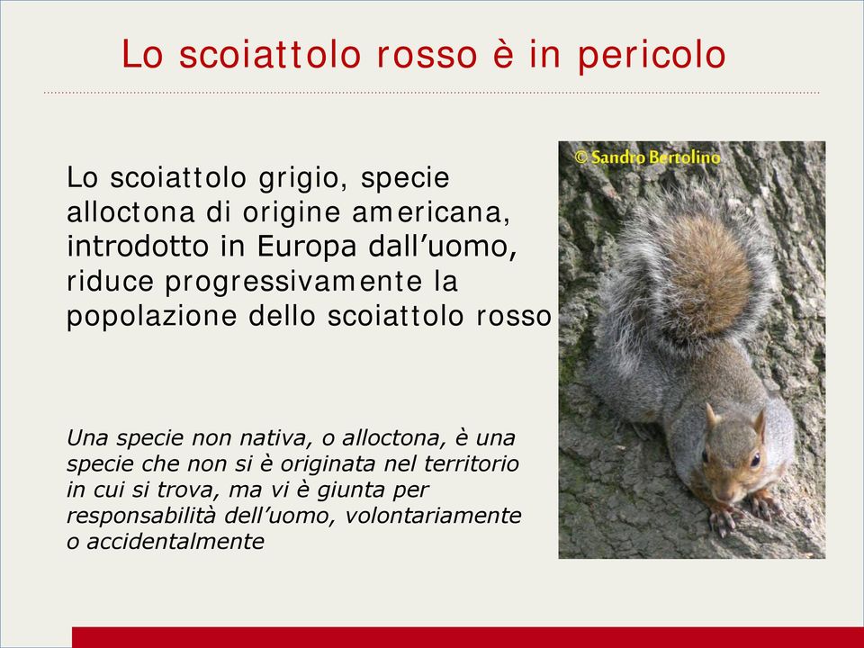 scoiattolo rosso Una specie non nativa, o alloctona, è una specie che non si è originata nel