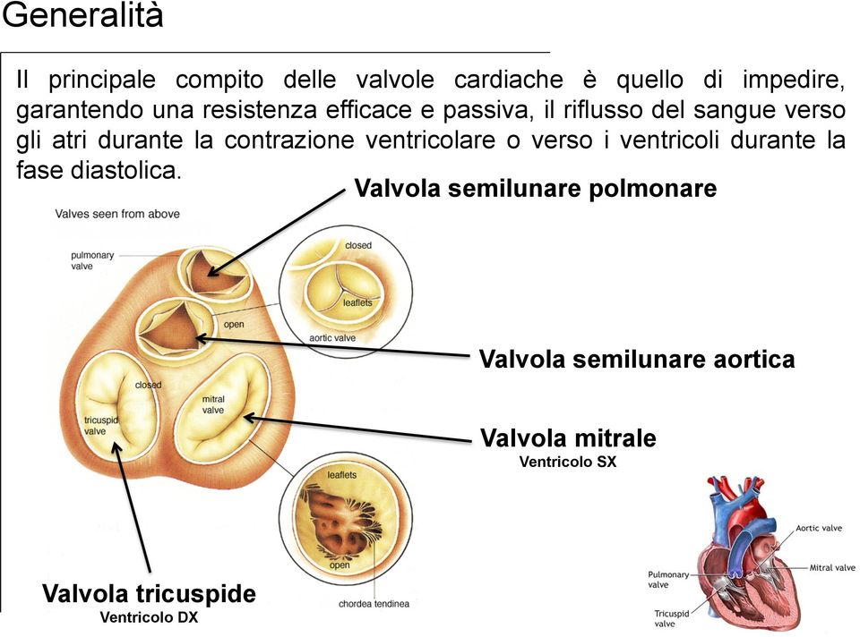 contrazione ventricolare o verso i ventricoli durante la fase diastolica.