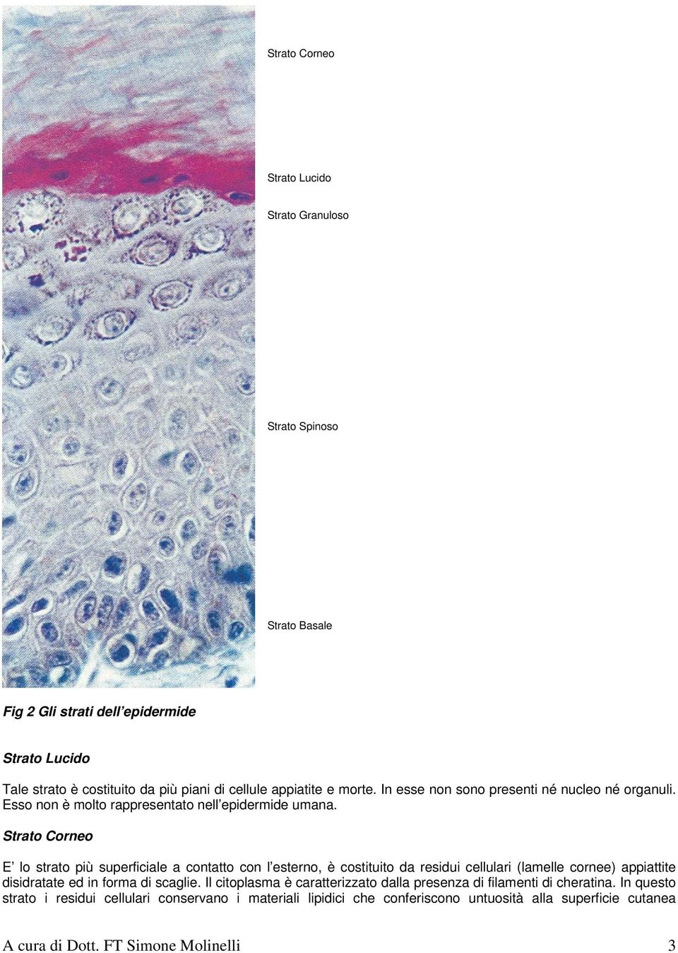 Strato Corneo E lo strato più superficiale a contatto con l esterno, è costituito da residui cellulari (lamelle cornee) appiattite disidratate ed in forma di scaglie.