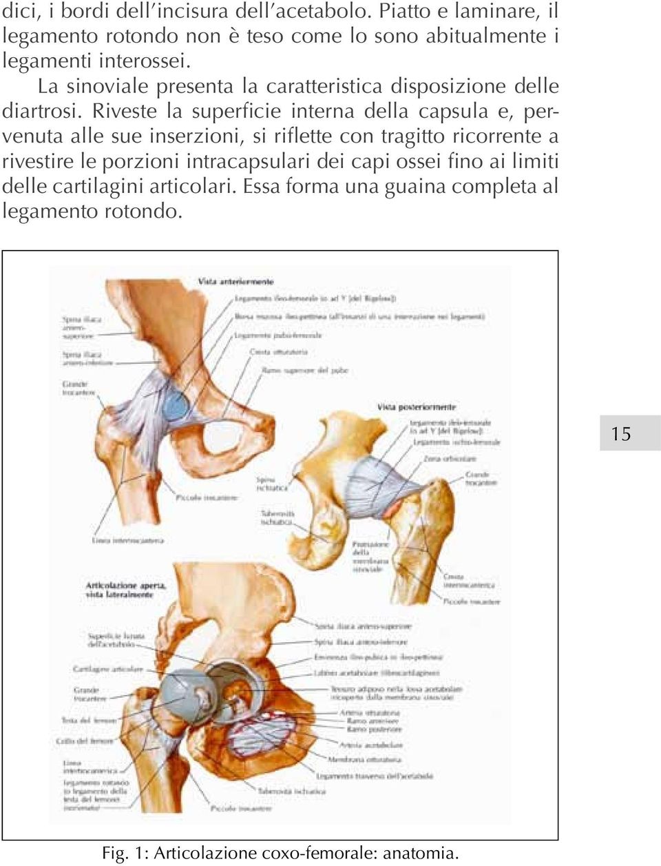 La sinoviale presenta la caratteristica disposizione delle diartrosi.