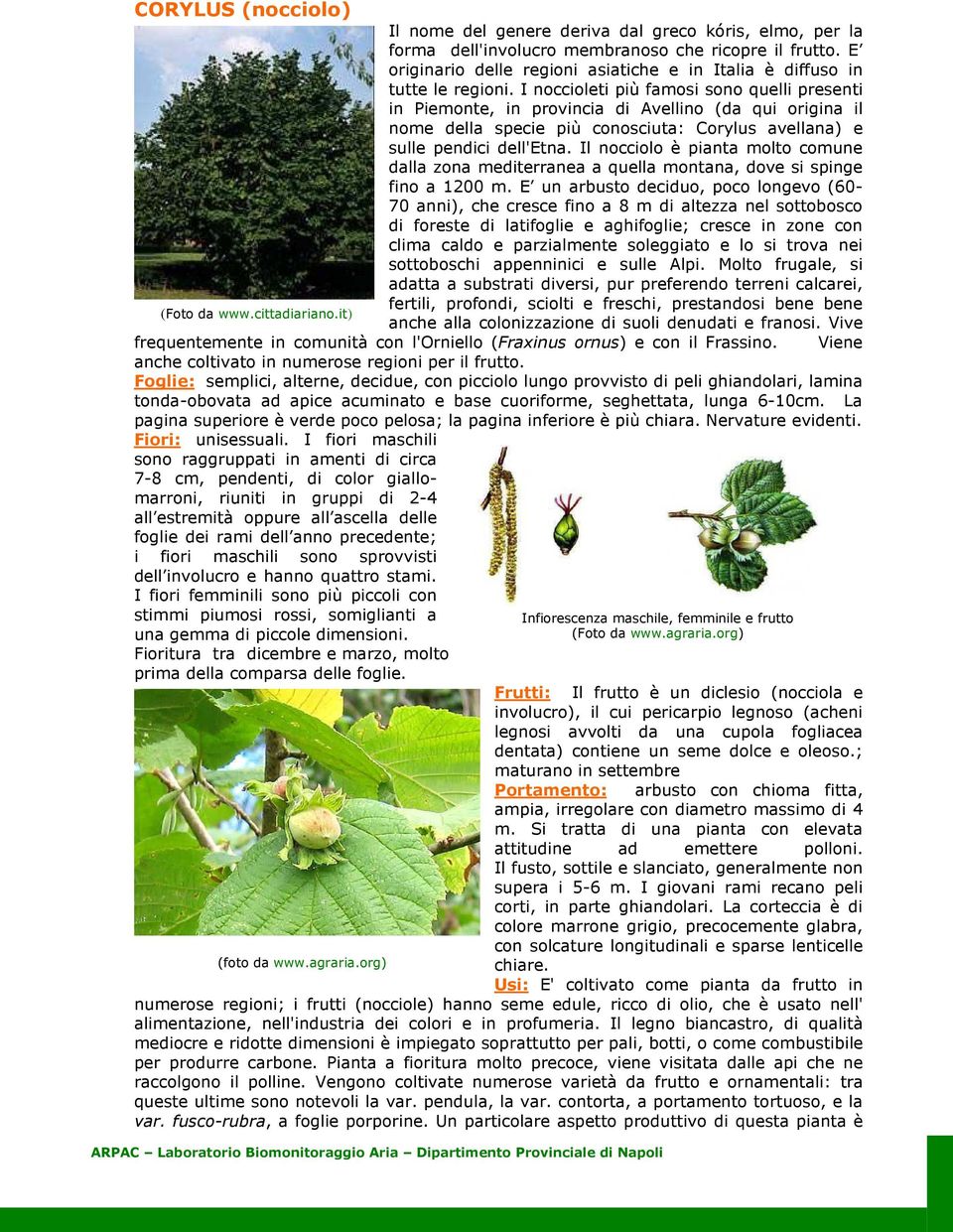 I noccioleti più famosi sono quelli presenti in Piemonte, in provincia di Avellino (da qui origina il nome della specie più conosciuta: Corylus avellana) e sulle peni dell'etna.