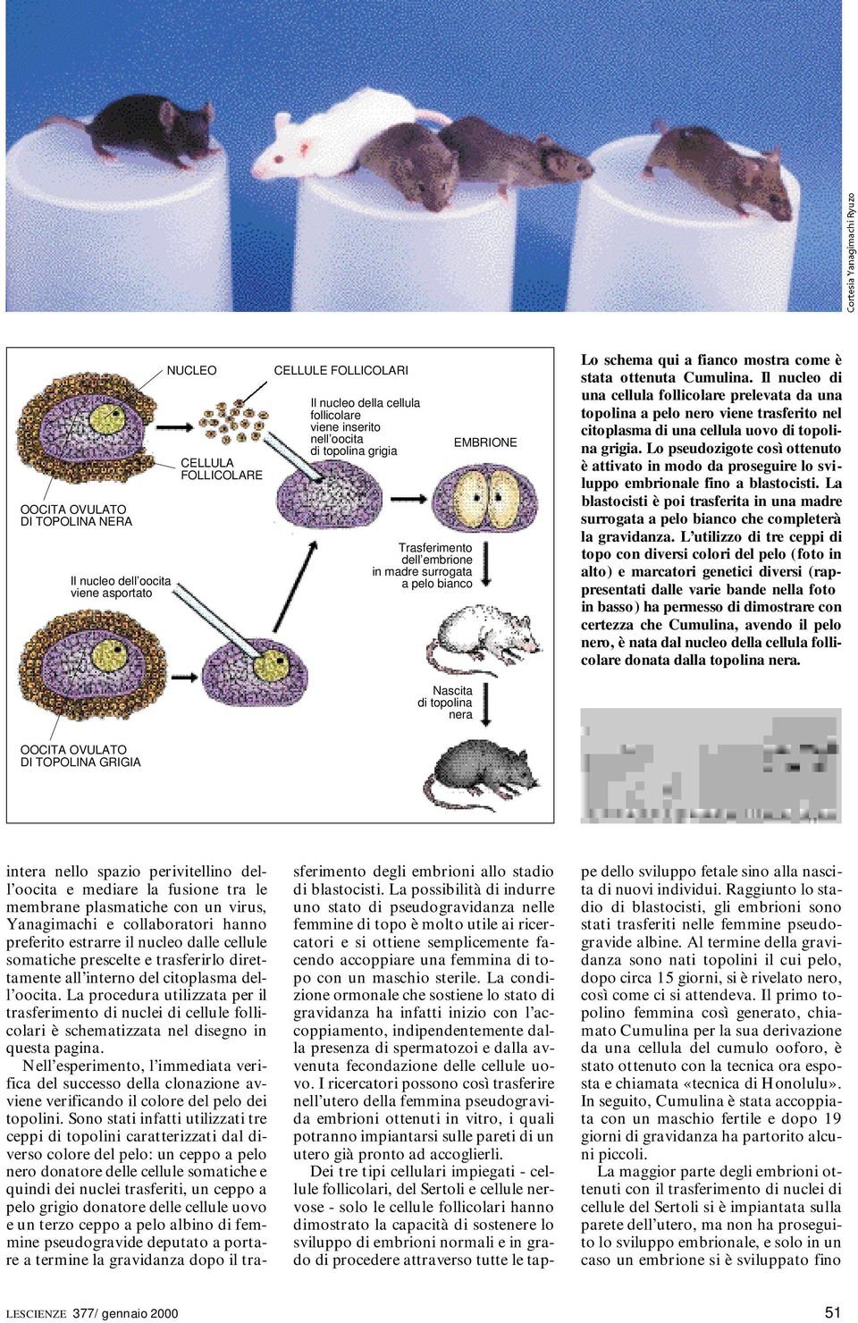 Il nucleo di una cellula follicolare prelevata da una topolina a pelo nero viene trasferito nel citoplasma di una cellula uovo di topolina grigia.