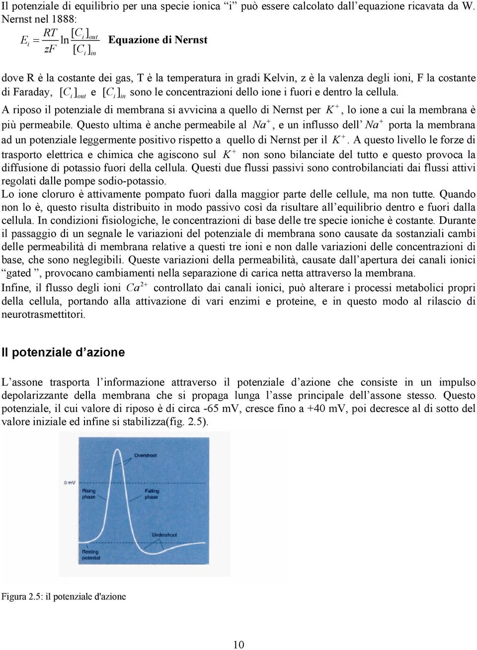 out e [ C i ] in sono le concentrazioni dello ione i fuori e dentro la cellula. A riposo il potenziale di membrana si avvicina a quello di Nernst per K +, lo ione a cui la membrana è più permeabile.