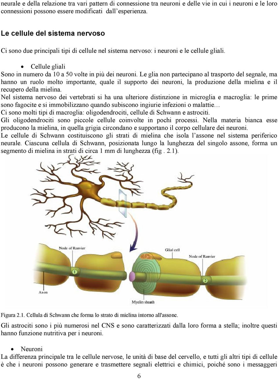 Le glia non partecipano al trasporto del segnale, ma hanno un ruolo molto importante, quale il supporto dei neuroni, la produzione della mielina e il recupero della mielina.