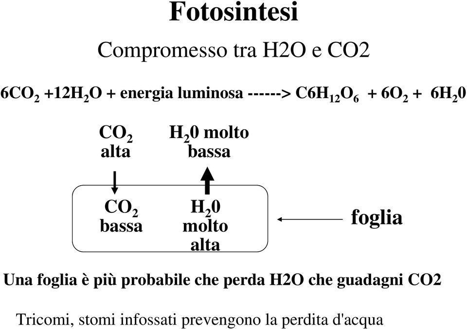 bassa CO 2 bassa H 2 0 molto alta foglia Una foglia è più probabile