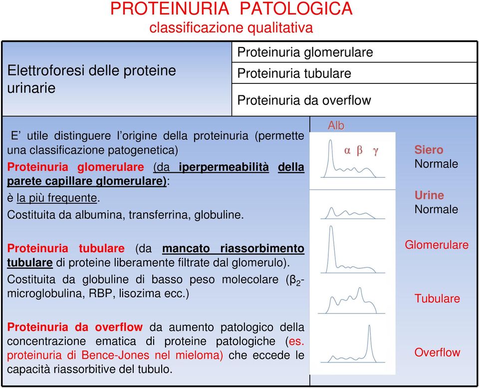 Costituita da albumina, transferrina, globuline. Proteinuria tubulare (da mancato riassorbimento tubulare di proteine liberamente filtrate dal glomerulo).