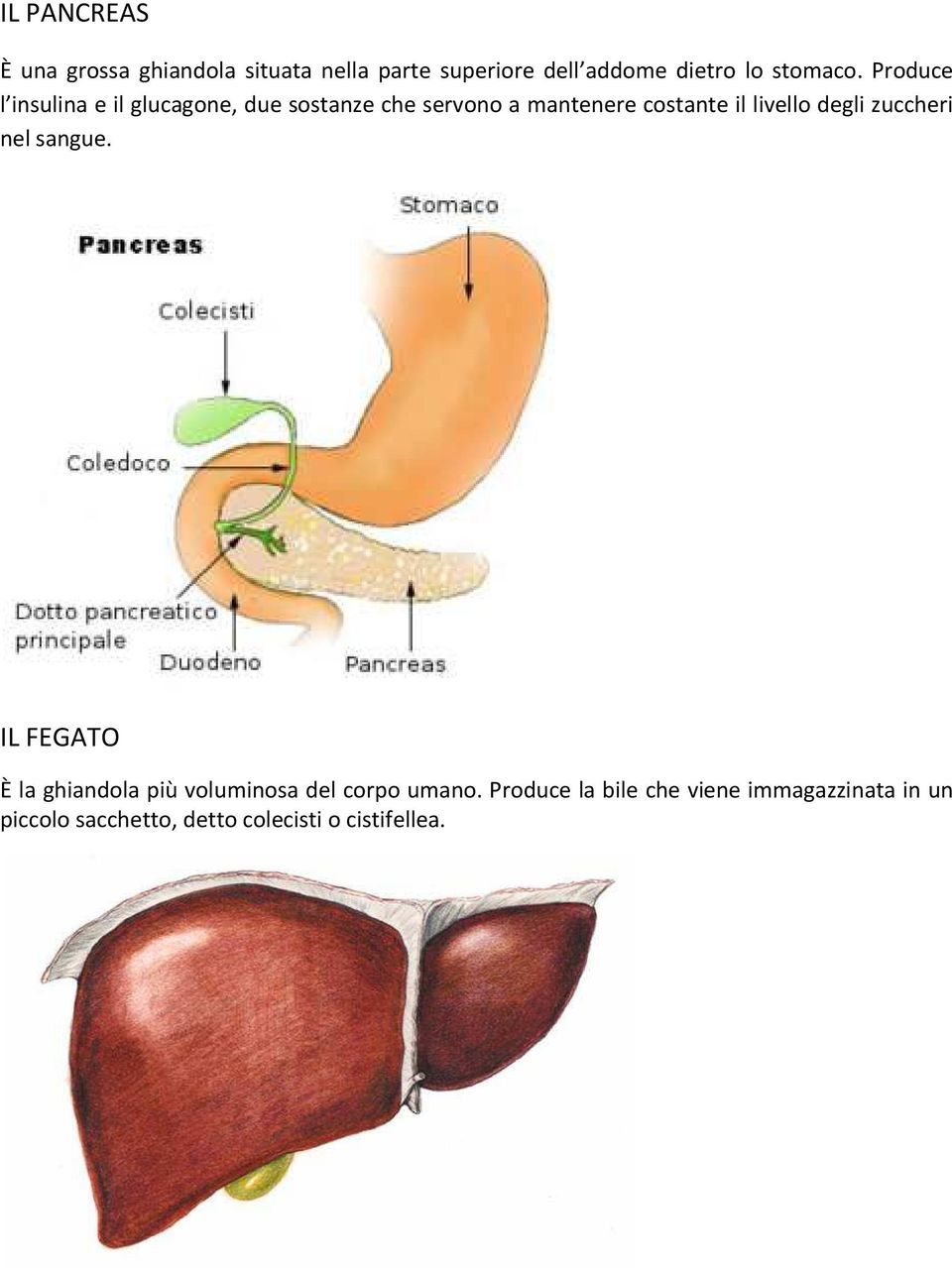 Produce l insulina e il glucagone, due sostanze che servono a mantenere costante il livello