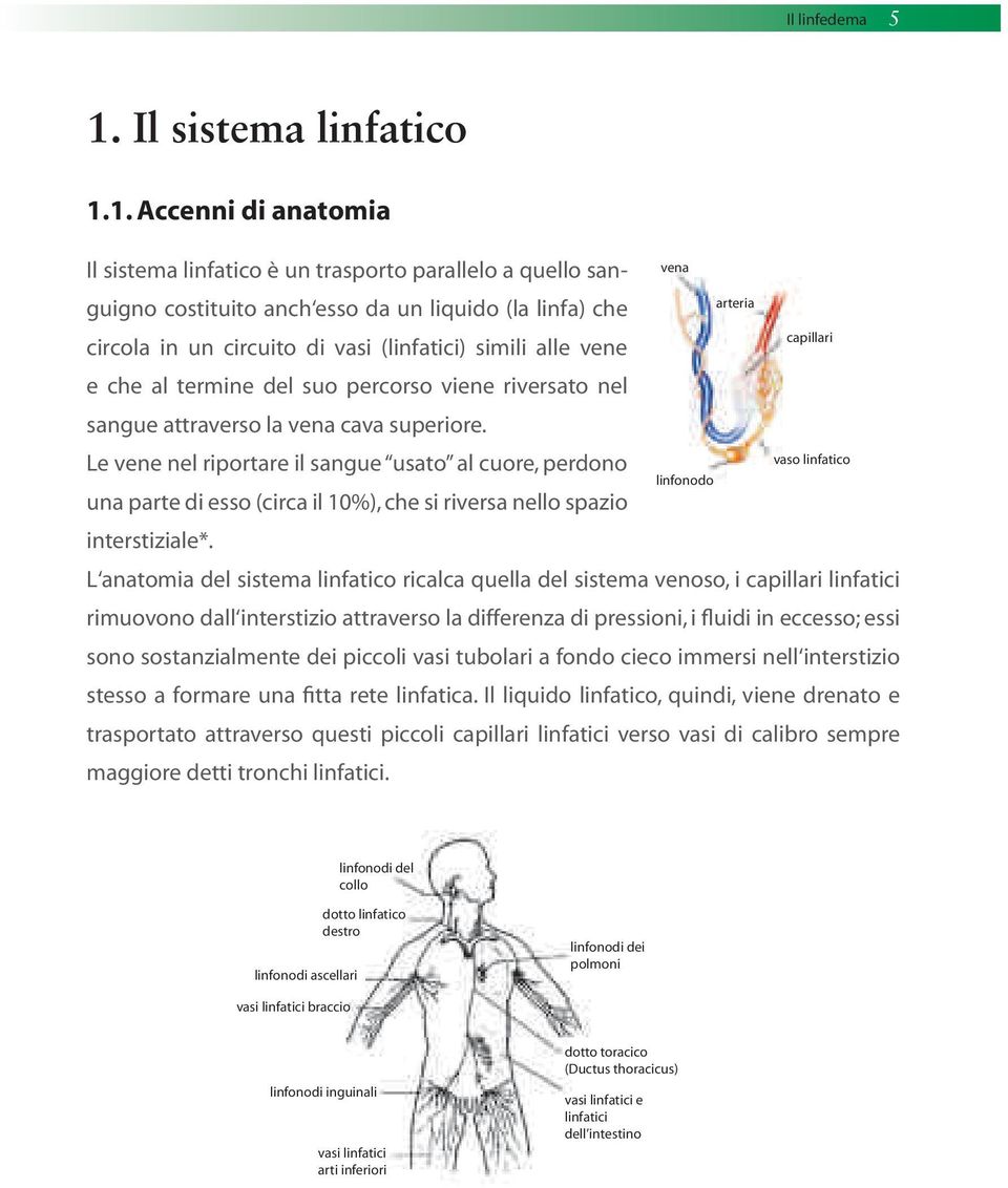 1. Accenni di anatomia Il sistema linfatico è un trasporto parallelo a quello sanguigno costituito anch esso da un liquido (la linfa) che circola in un circuito di vasi (linfatici) simili alle vene e