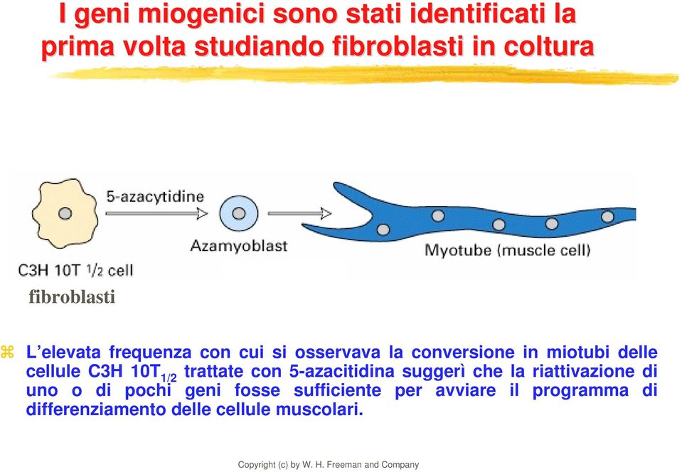 cellule C3H 10T 1/2 trattate con 5-azacitidina suggerì che la riattivazione di uno o di