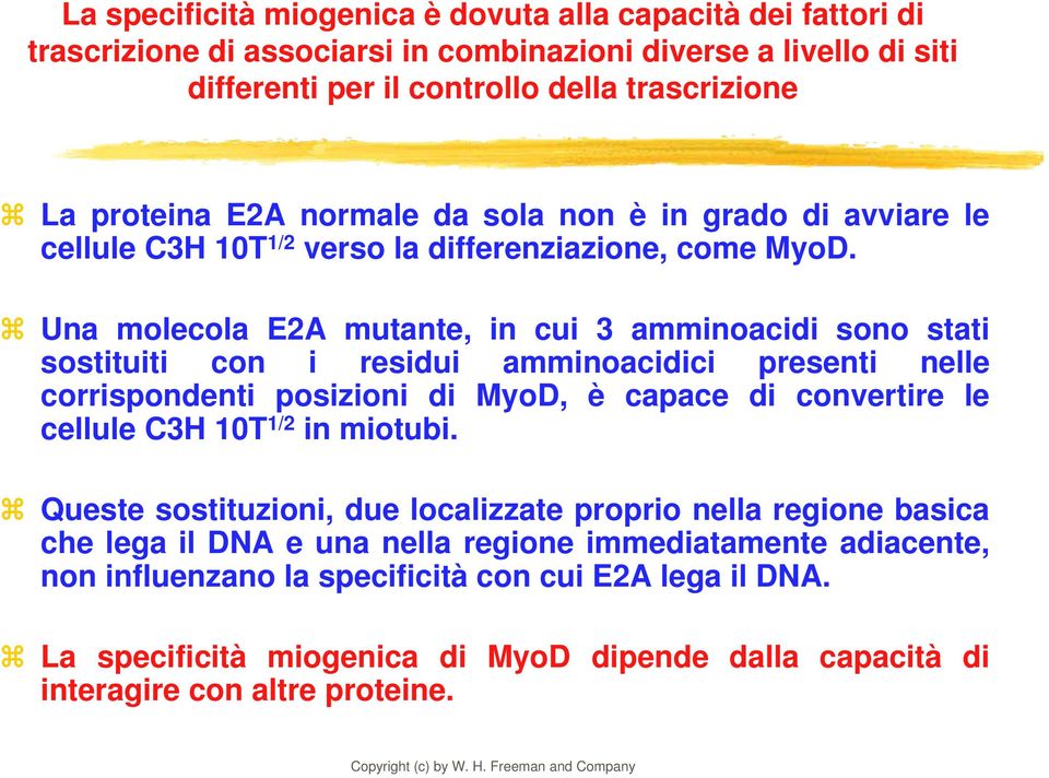 Una molecola E2A mutante, in cui 3 amminoacidi sono stati sostituiti con i residui amminoacidici presenti nelle corrispondenti posizioni di MyoD, è capace di convertire le cellule C3H 10T 1/2