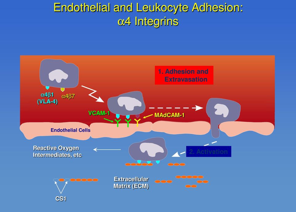 MAdCAM-1 Endothelial Cells Reactive Oxygen