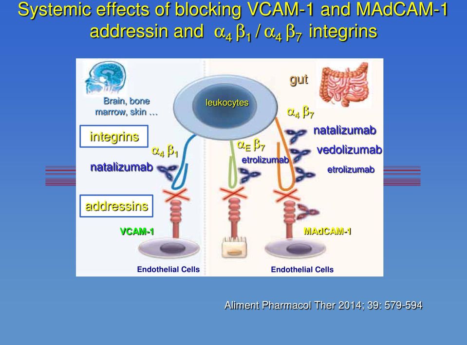 E b 7 etrolizumab a 4 b 7 natalizumab vedolizumab etrolizumab addressins VCAM-1