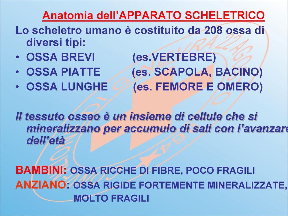 FEMORE E OMERO) Il tessuto osseo è un insieme di cellule che si mineralizzano per accumulo di sali