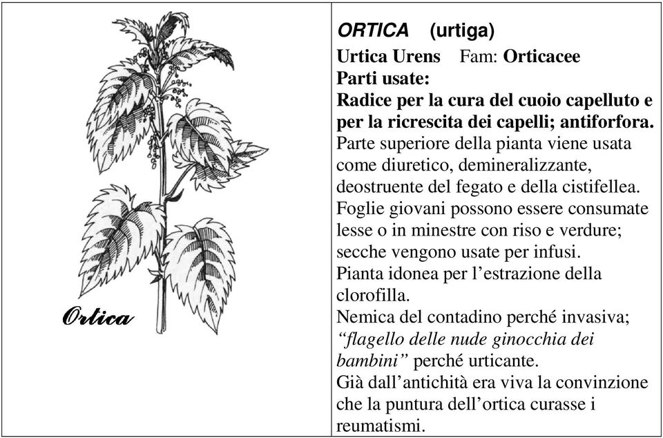 Foglie giovani possono essere consumate lesse o in minestre con riso e verdure; secche vengono usate per infusi.