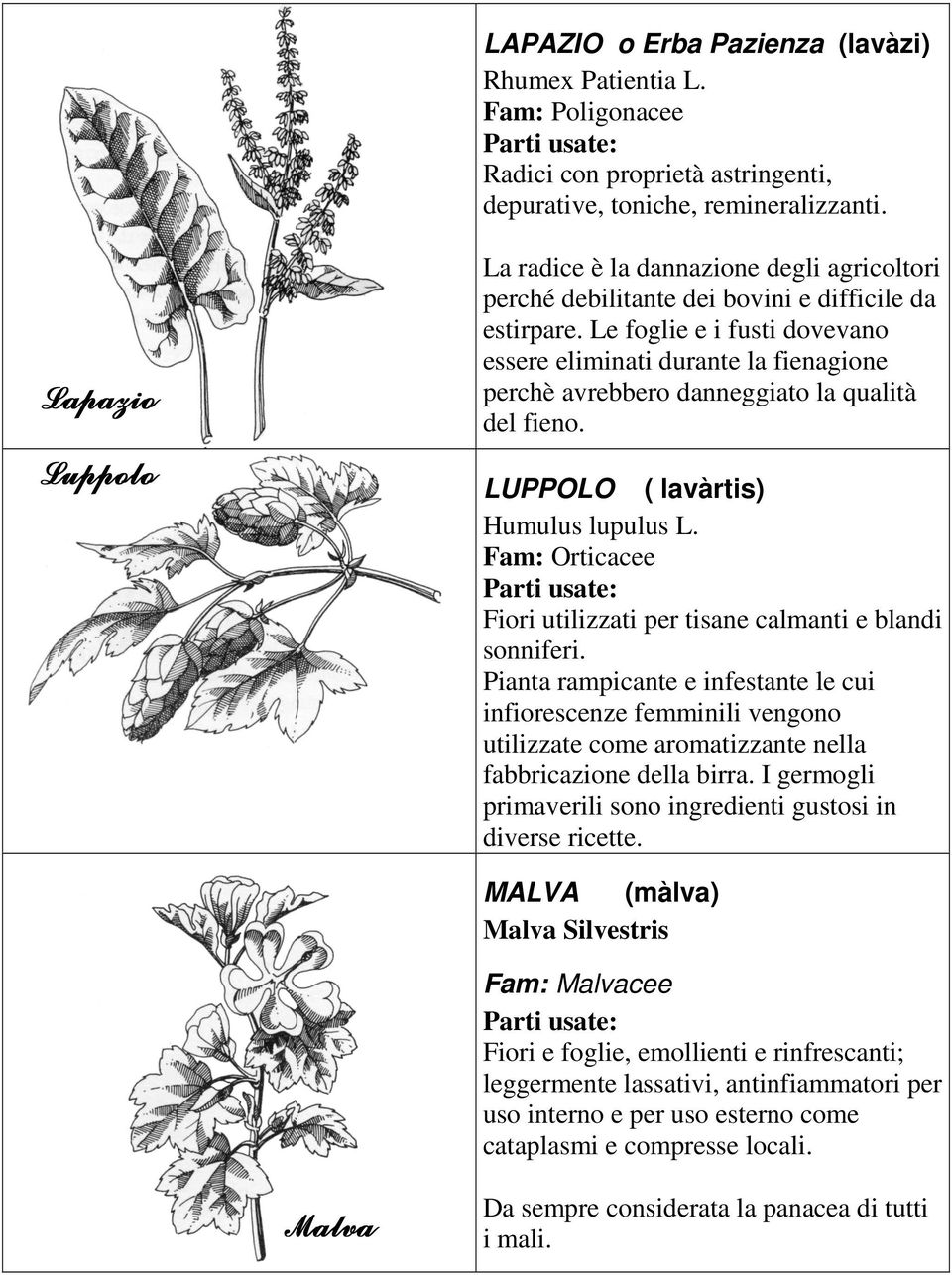 Le foglie e i fusti dovevano essere eliminati durante la fienagione perchè avrebbero danneggiato la qualità del fieno. LUPPOLO ( lavàrtis) Humulus lupulus L.