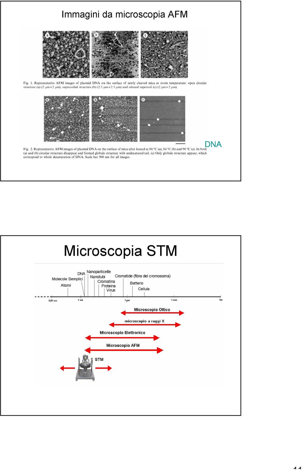 AFM DNA