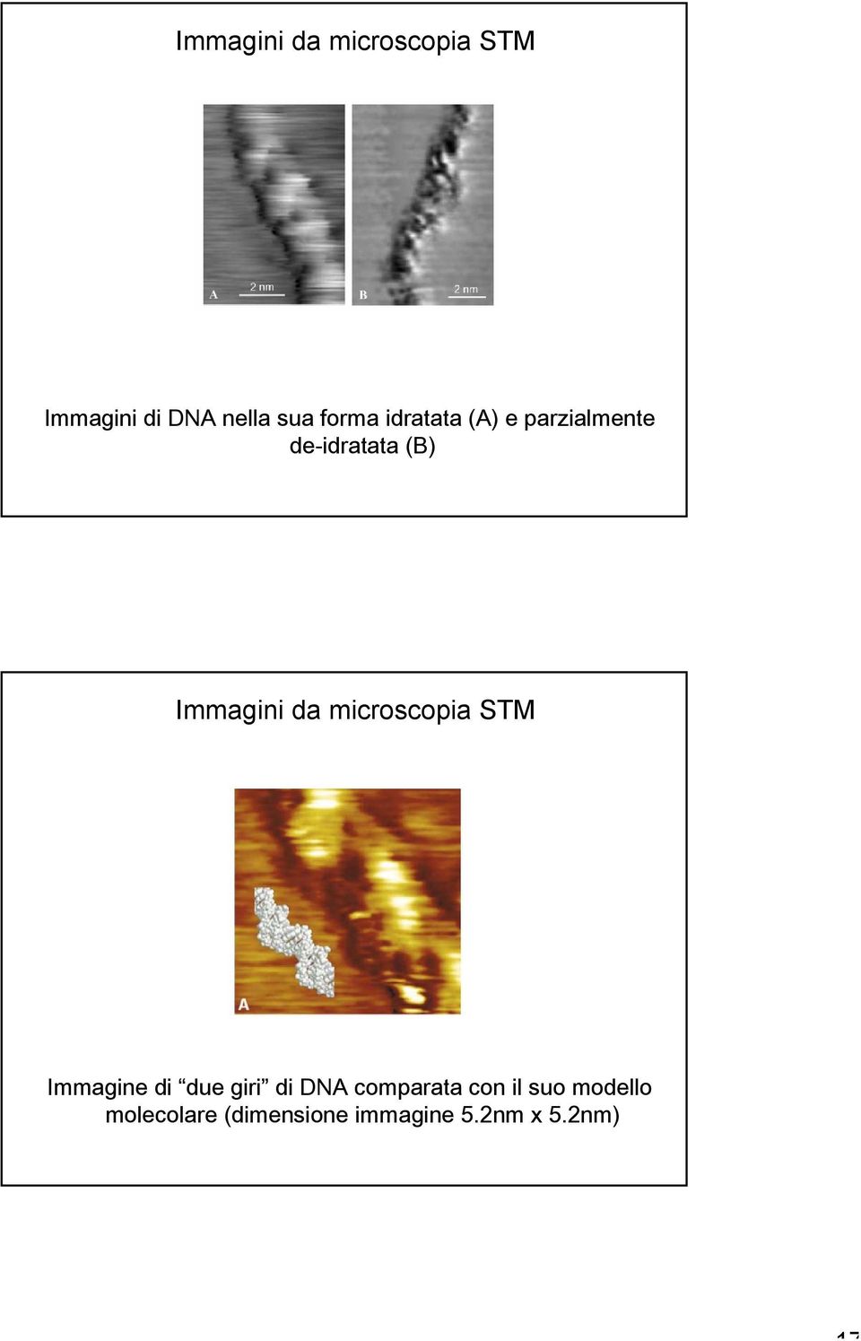 da microscopia STM Immagine di due giri di DNA comparata