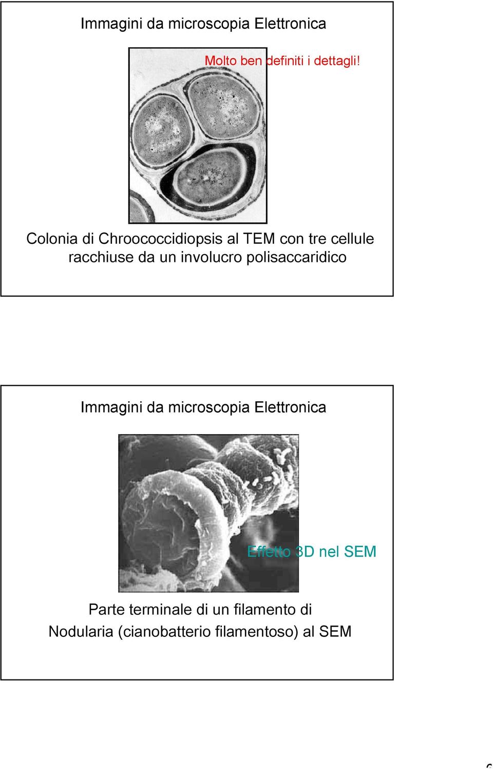 involucro polisaccaridico Immagini da microscopia Elettronica Effetto 3D