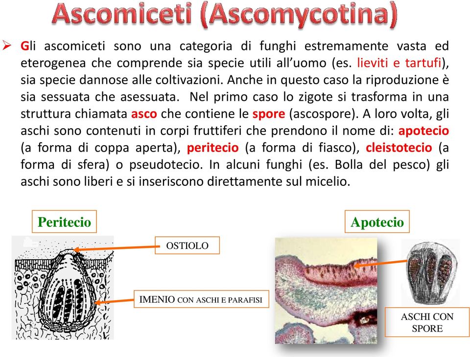 A loro volta, gli aschi sono contenuti in corpi fruttiferi che prendono il nome di: apotecio (a forma di coppa aperta), peritecio (a forma di fiasco), cleistotecio (a forma di