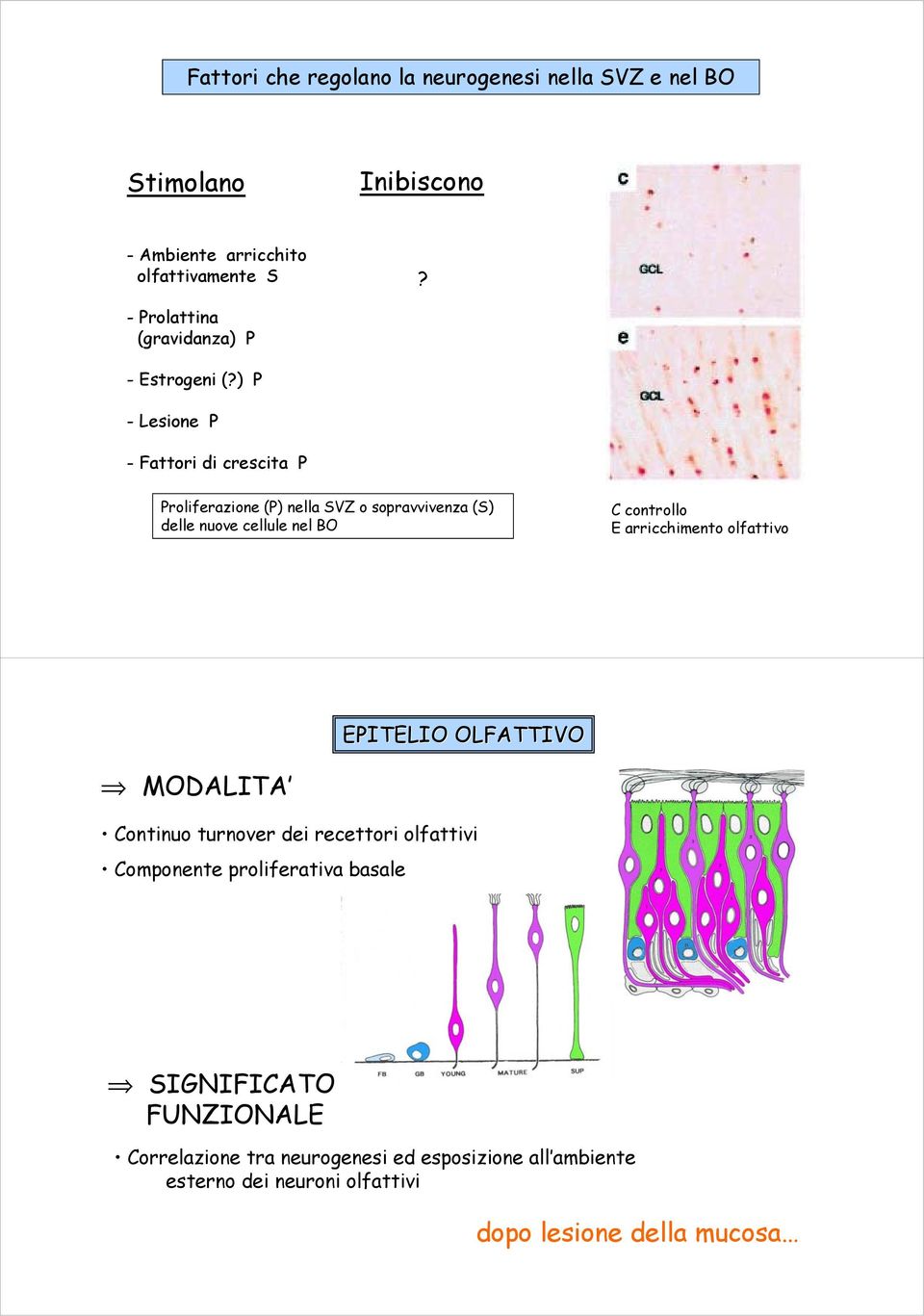 ) P -Lesione P - Fattori di crescita P Proliferazione (P) nella SVZ o sopravvivenza (S) delle nuove cellule nel BO C controllo E